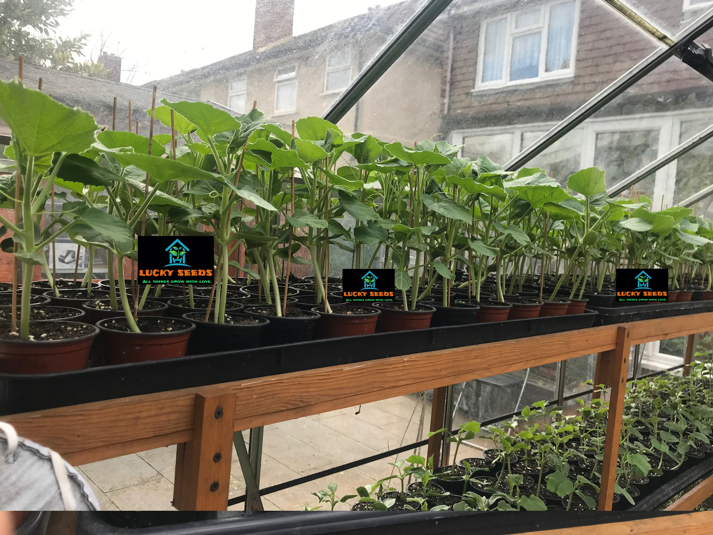 WONDER GOURD PLANT FERTILSER