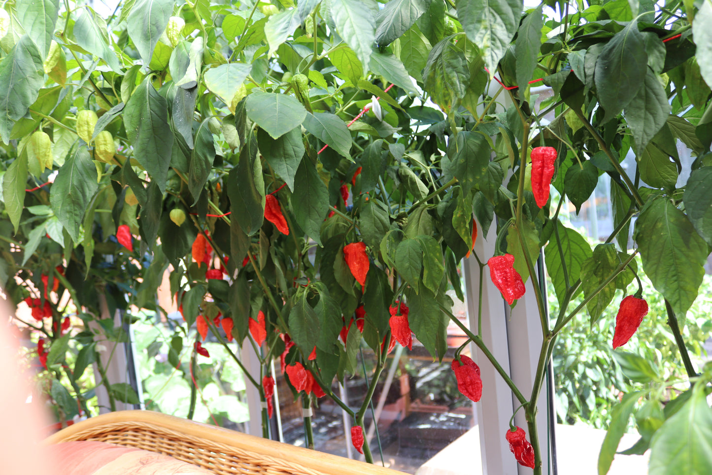 WONDER CHILLI