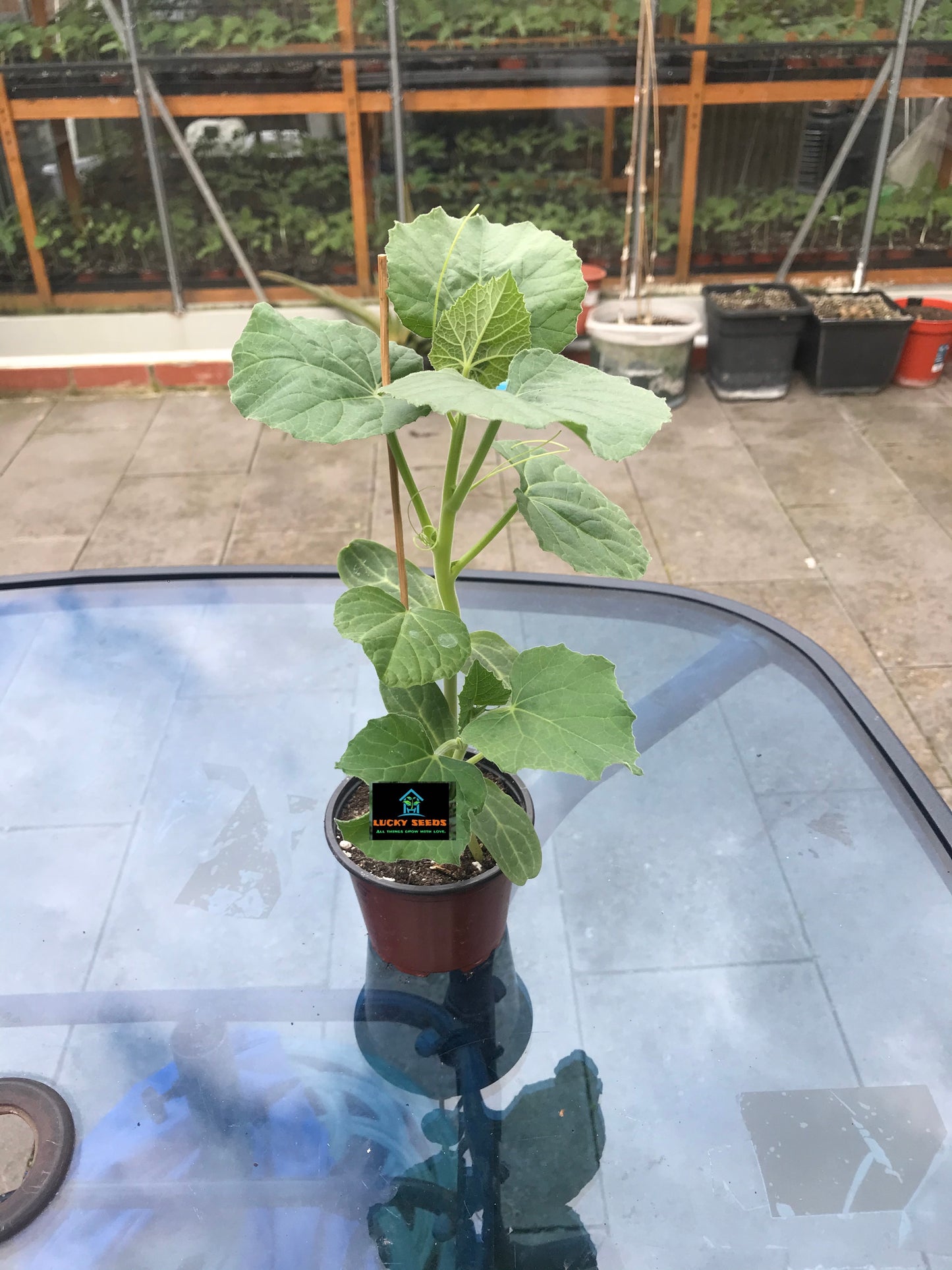 BOTTLE GOURD PLANTS- LAU PLANTS 15-20CM