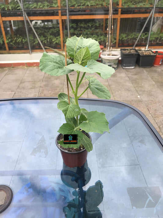 BOTTLE GOURD PLANTS- LAU /KODU/DUDHI/PLANTS 15-20CM
