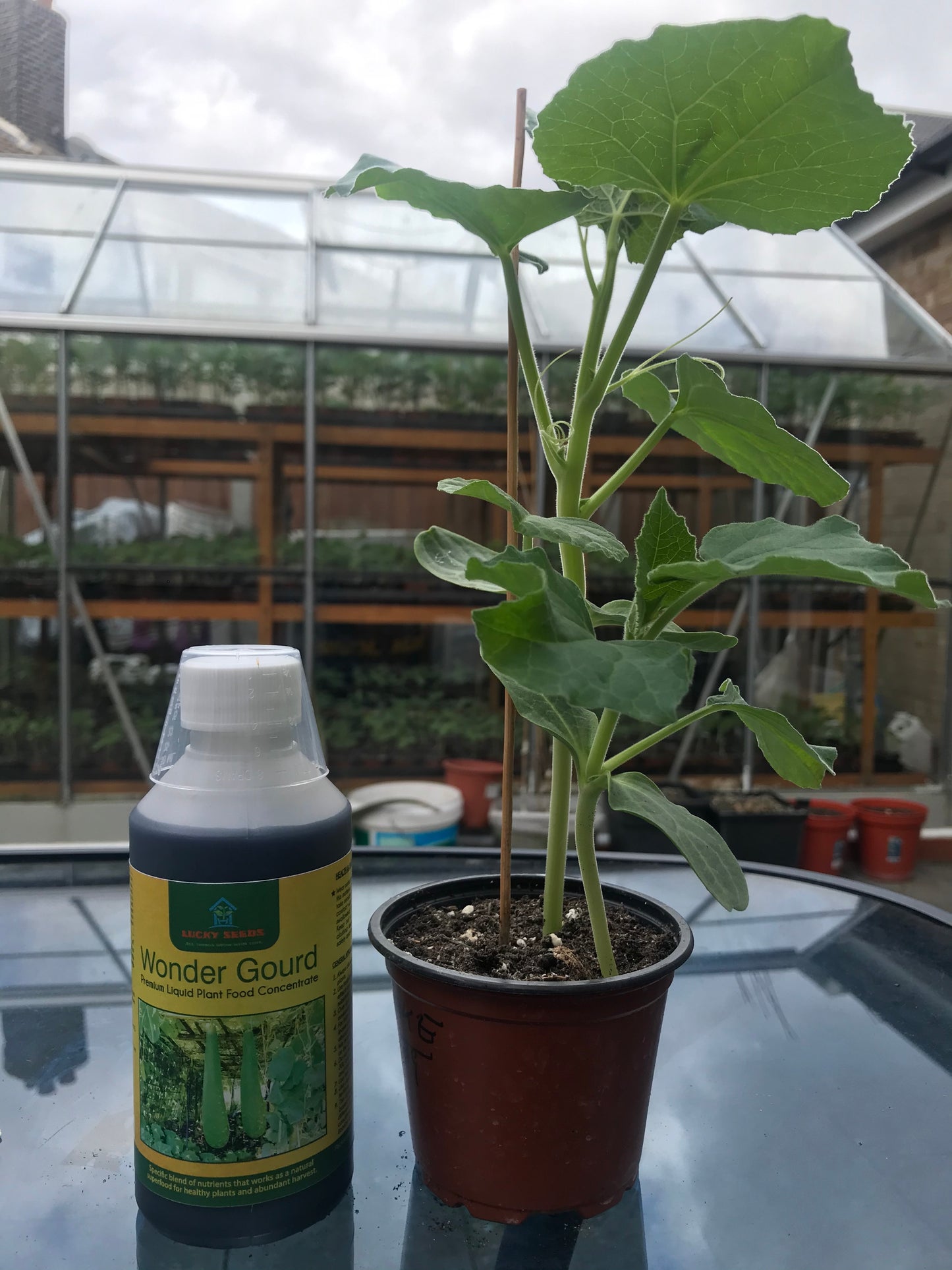 BOTTLE GOURD PLANTS- LAU PLANTS 15-20CM