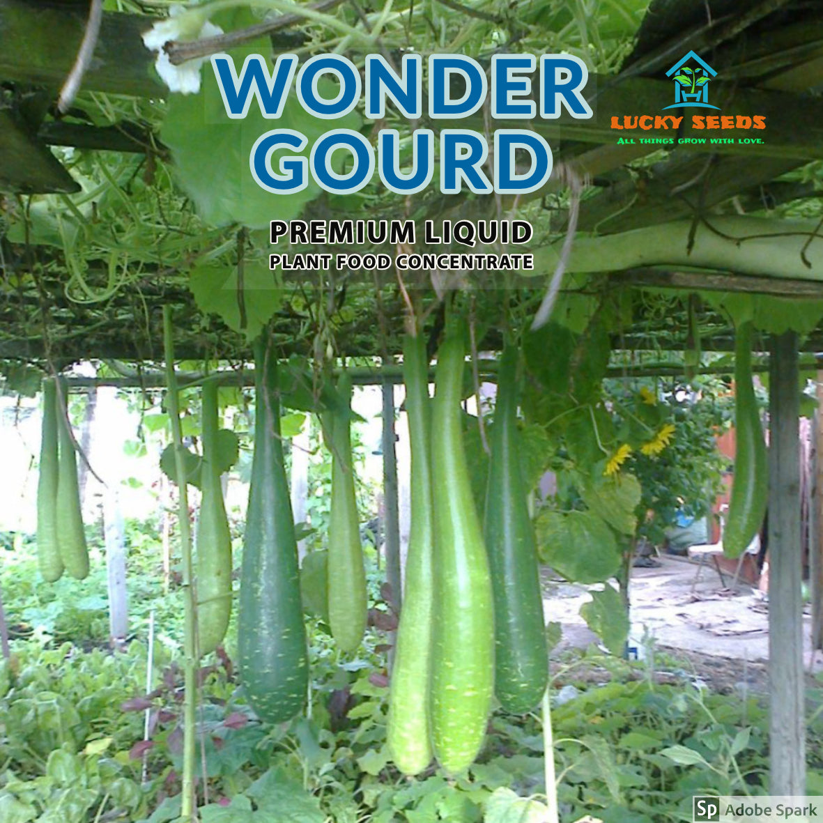 GROW YOUR OWN- BOTTLE GOURD SEED KIT WITH MINI PROPAGATOR