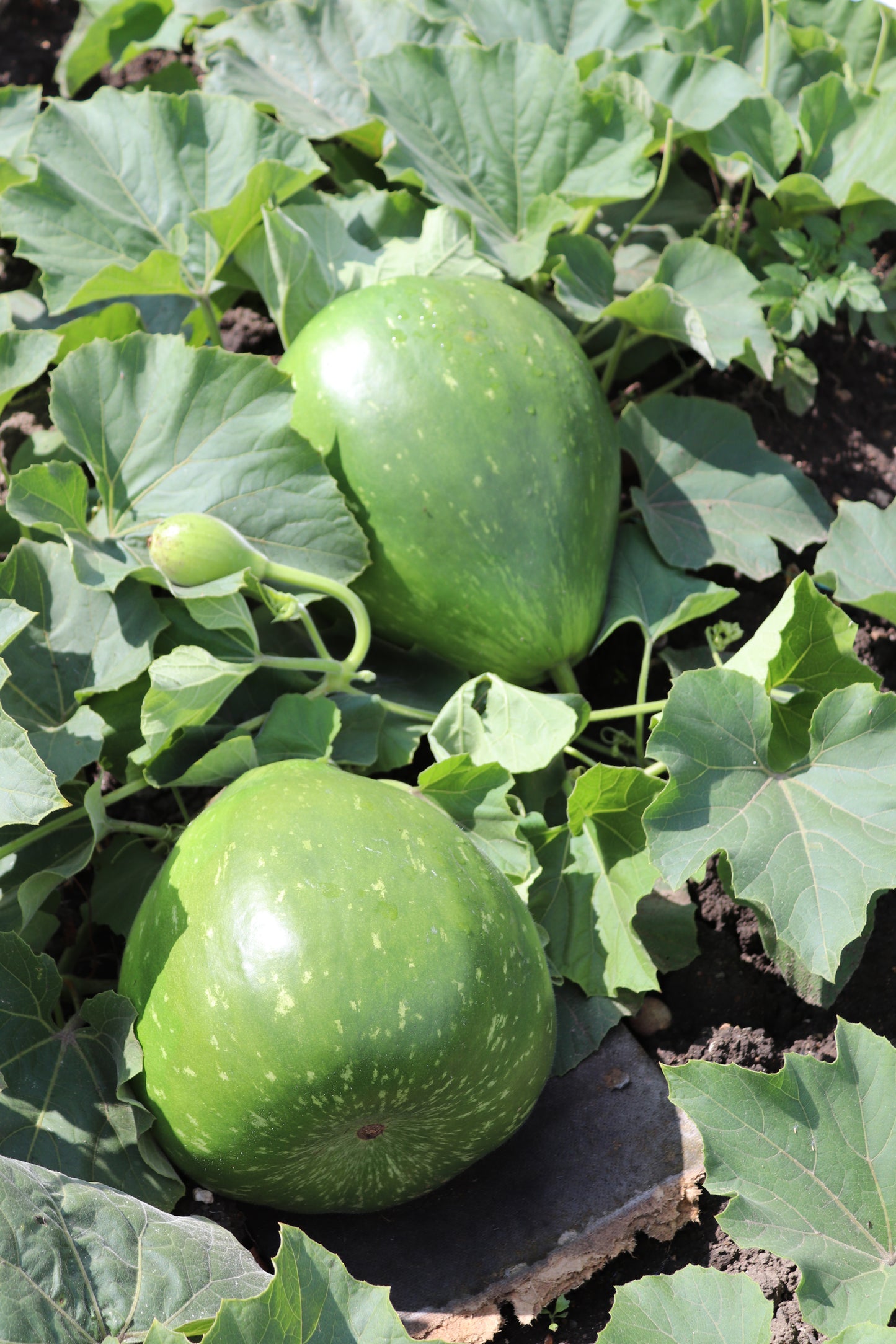 WONDER GOURD PLANT FERTILSER for bottle gourd, lao,dudhi,laauki feed